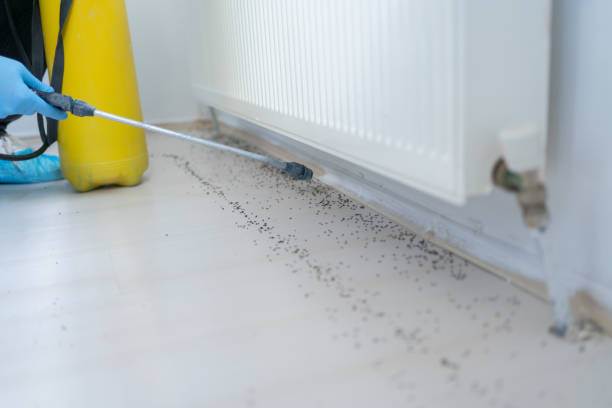 Best Wasp Removal Services  in Southmont, NC